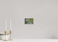 6 x 4″, PHOTO PAPER Deer