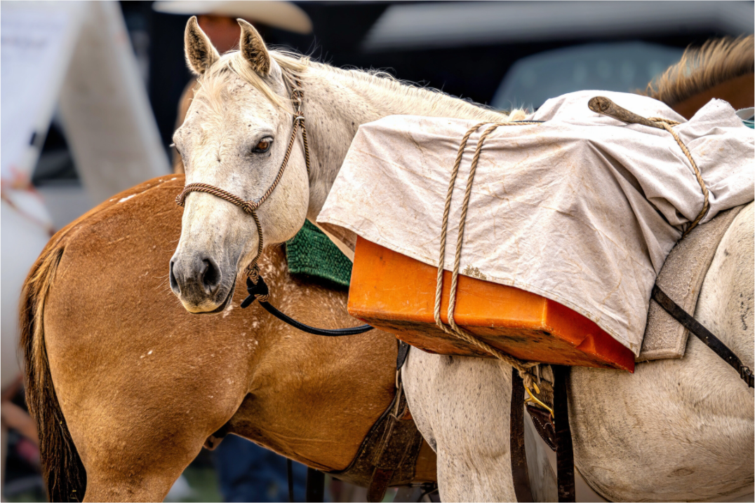 Main image Pack Horse Portrait 19 Web Exclusive