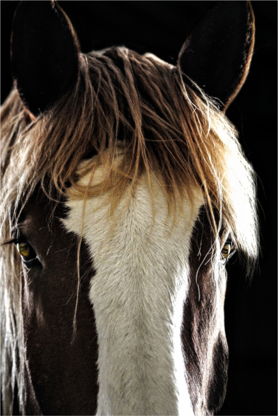 Main image Tiny Tim Black Background