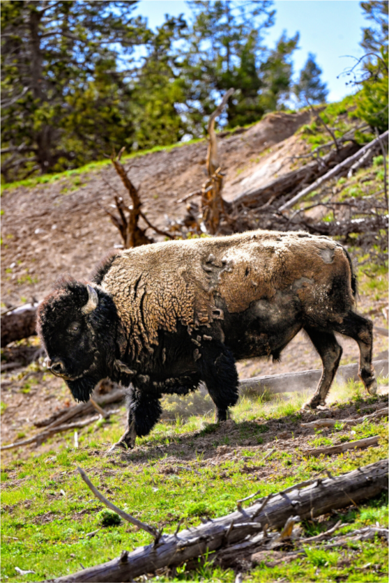Main image Bison Walking