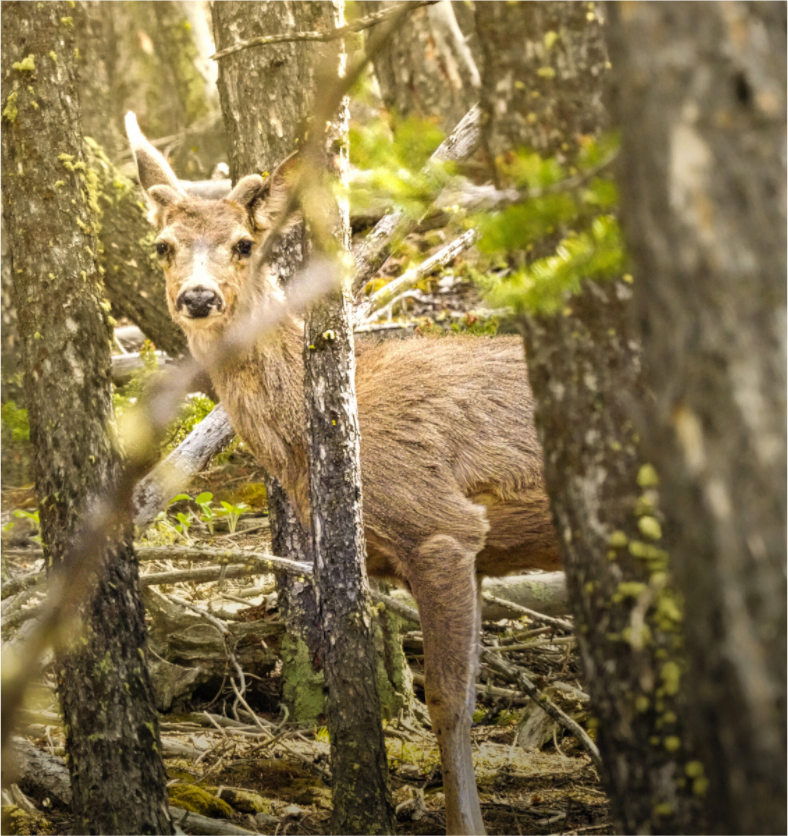 Main image Deer