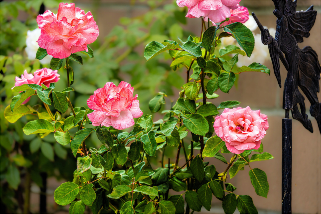 Main image Pink Rose Bush