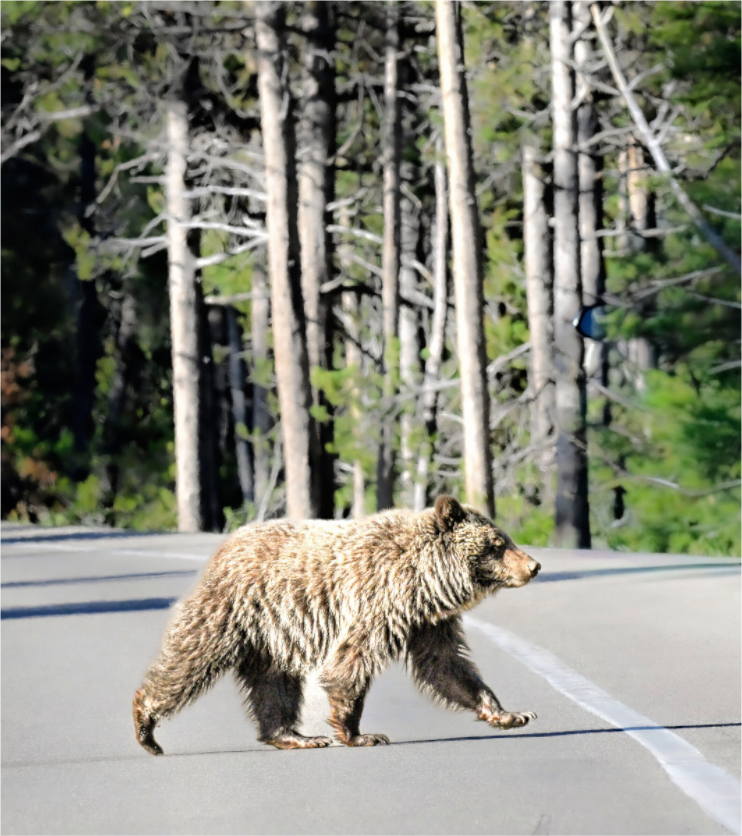 Main image Bear