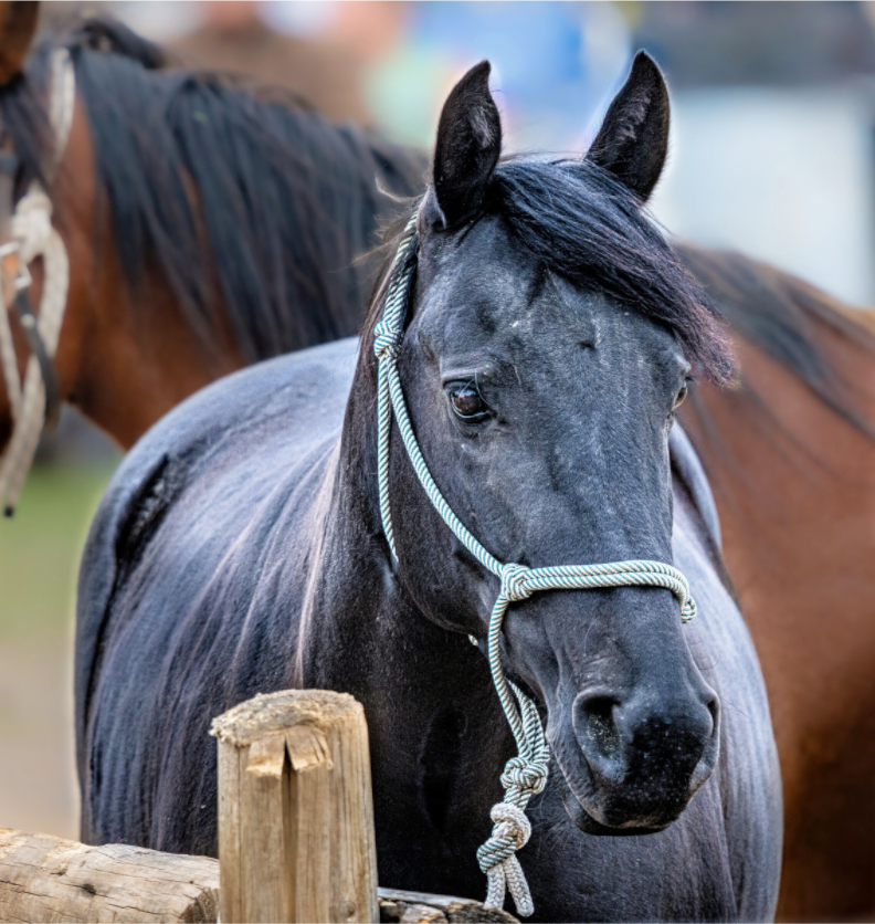 Main image Pack Horse Portrait 8 Web Exclusive