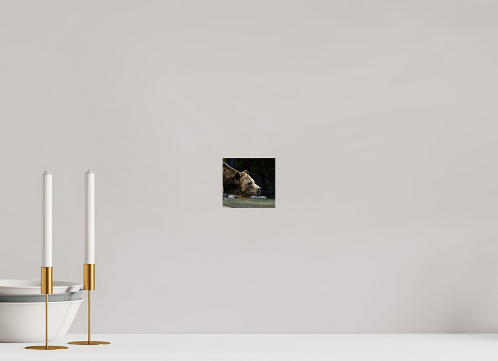 4.3 x 4″, PHOTO PAPER Bear Close Up