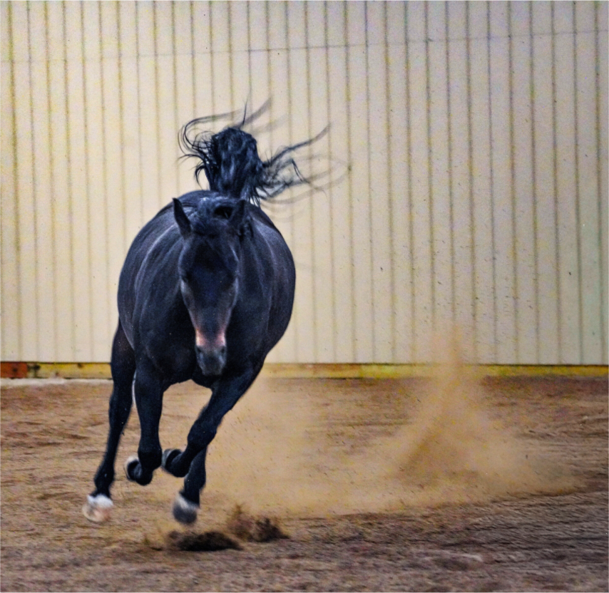 Main image Bella Kicking Up Dust