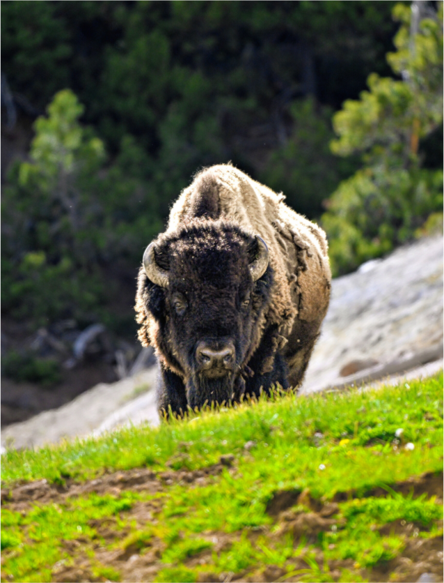 Main image Bison Portrait
