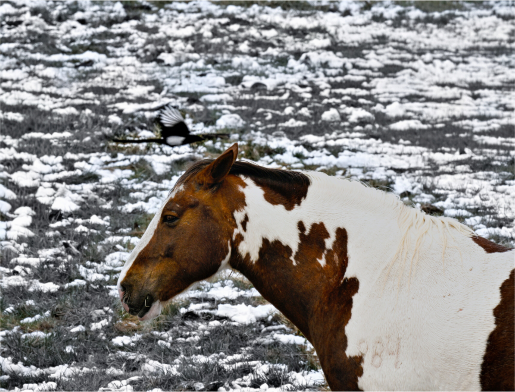 Main image Paint Horse with Bird Flying Over