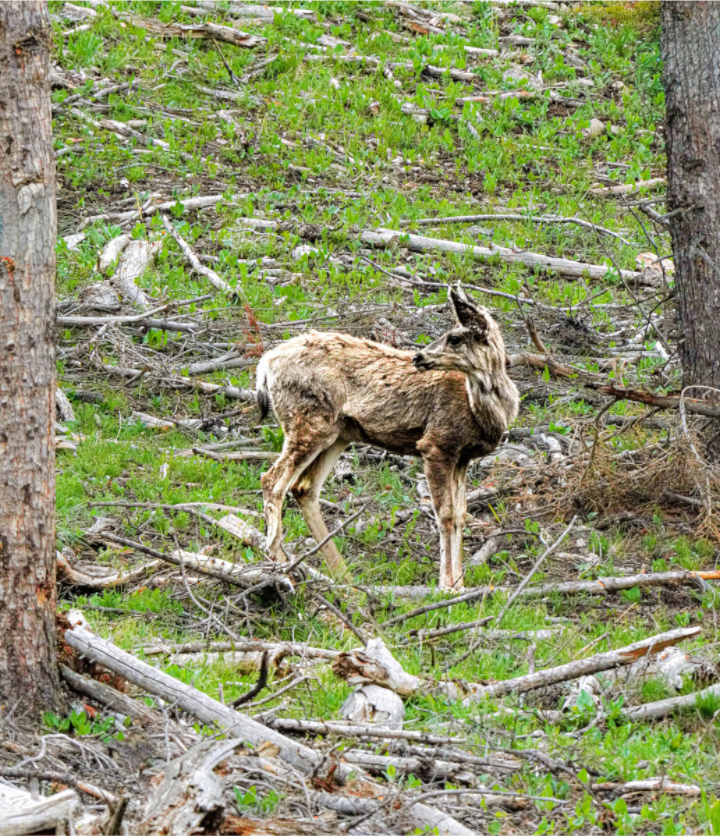 Main image Deer