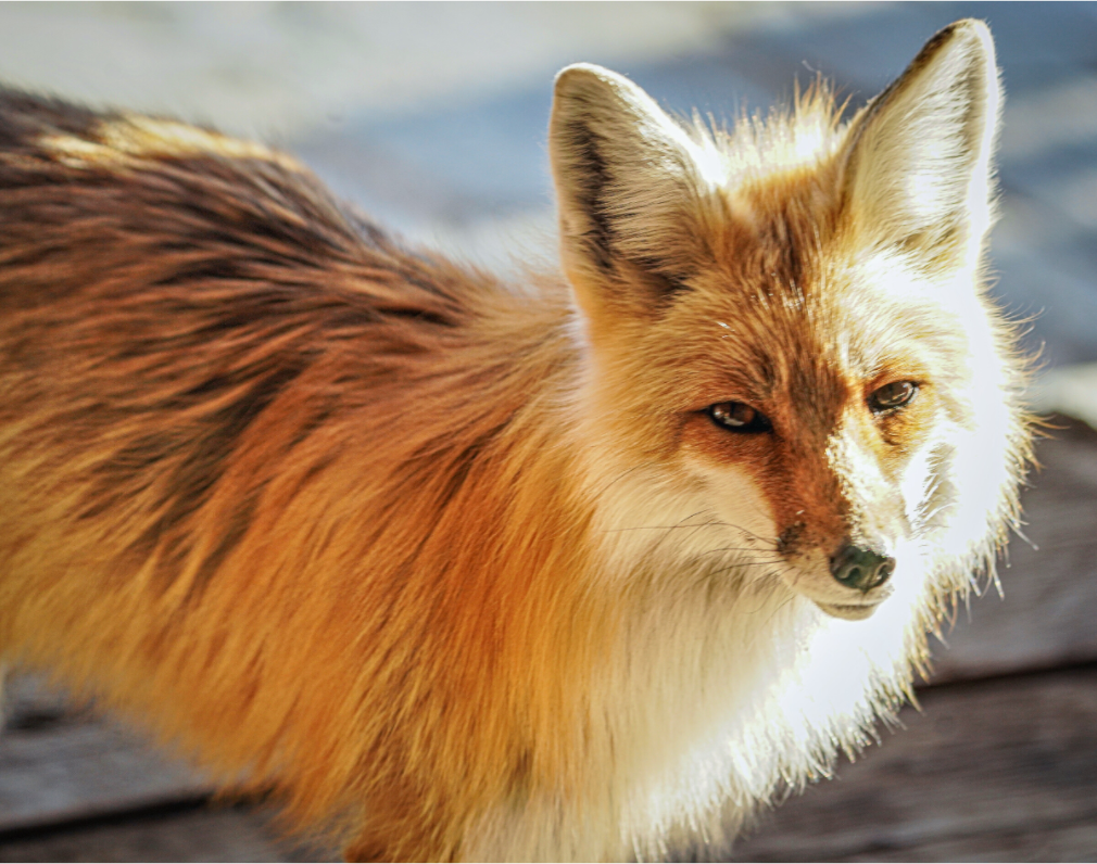 Main image Fox