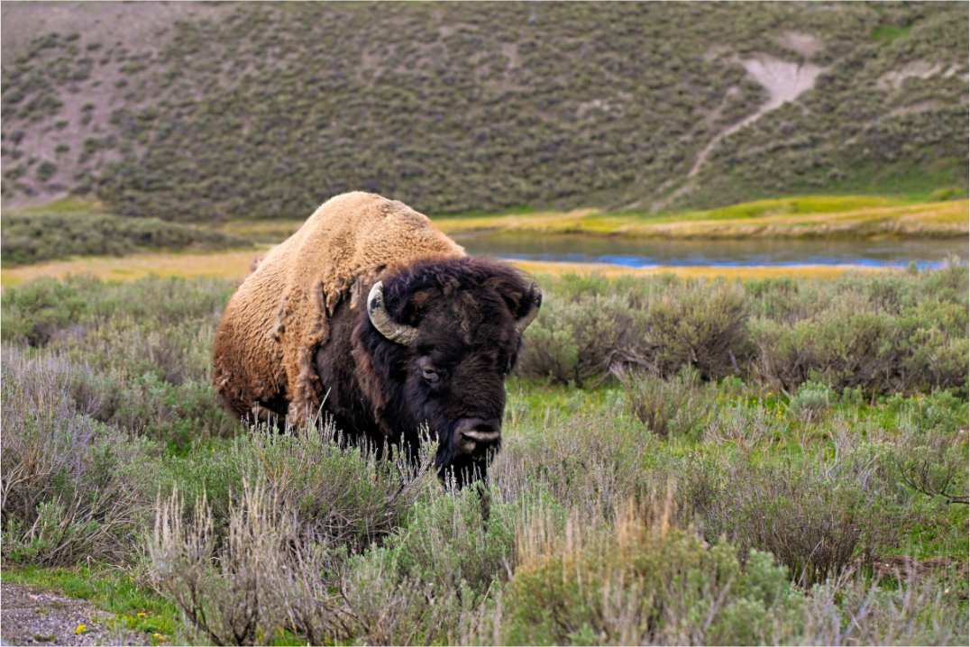 Main image Bison