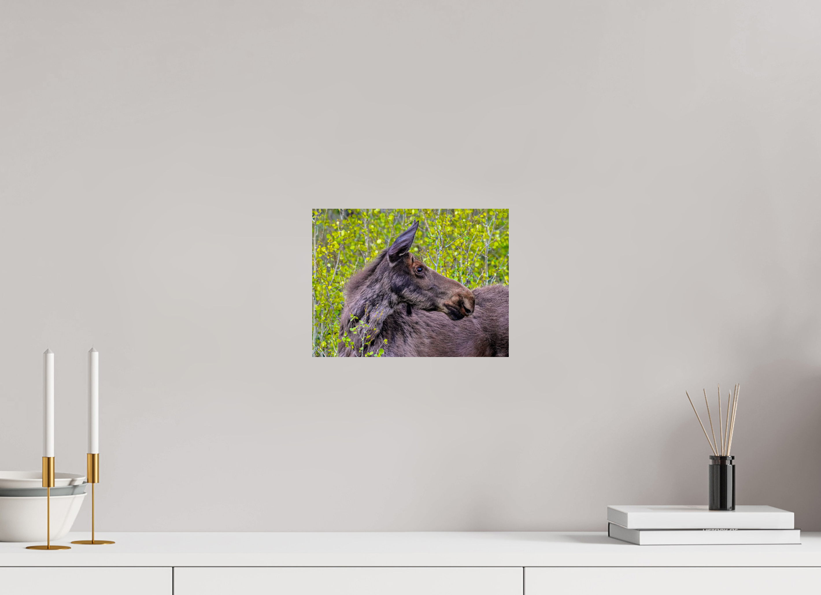 10.6 x 8″, METAL Moose Close up