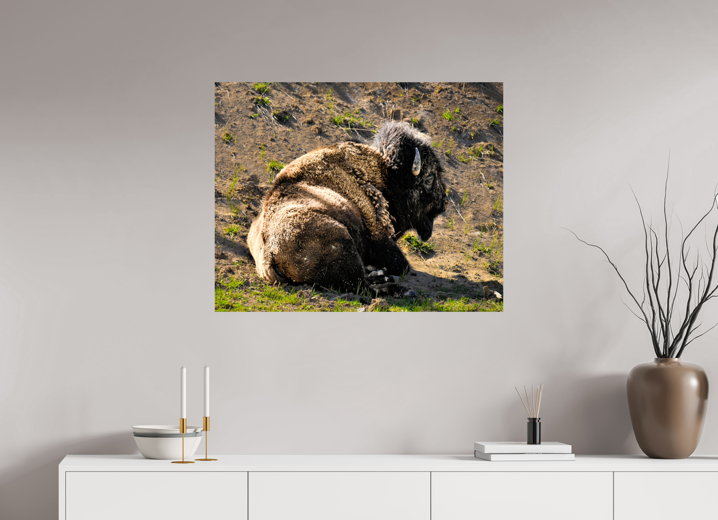 35.1 x 28″, PHOTO PAPER Bison Laying Down