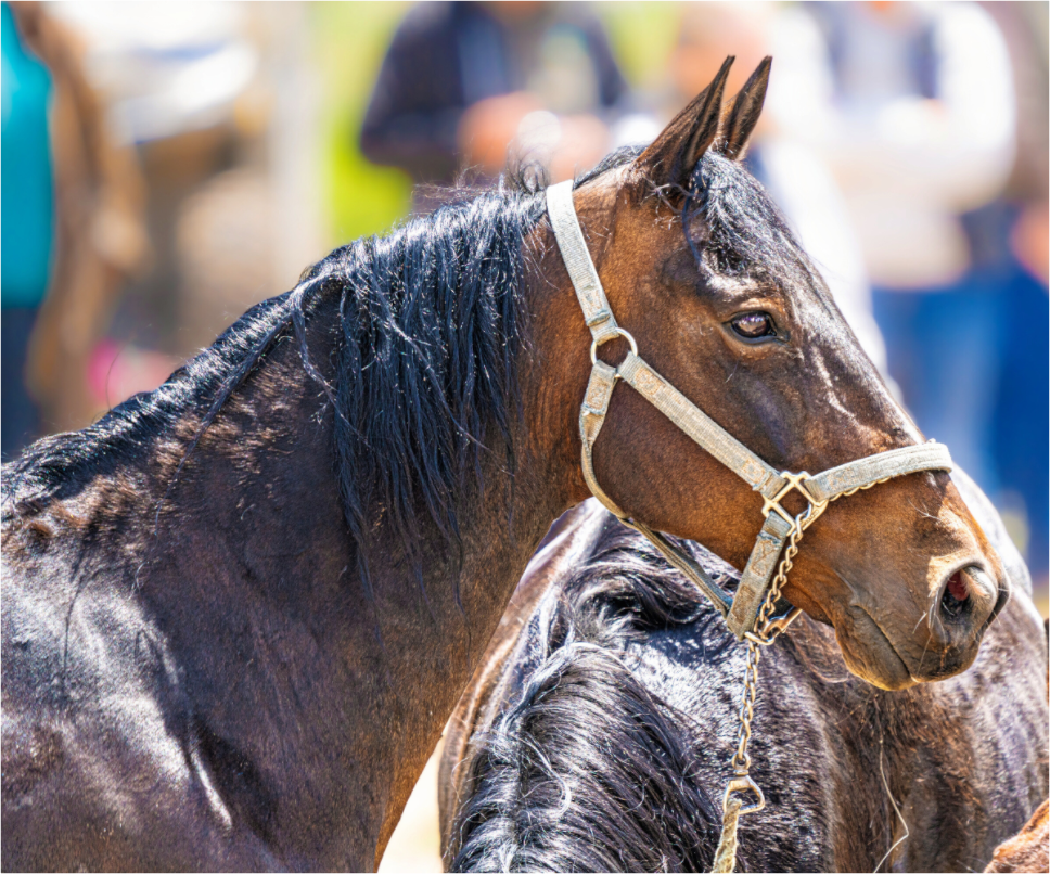 Main image Pack Horse Portrait 14 Web Exclusive