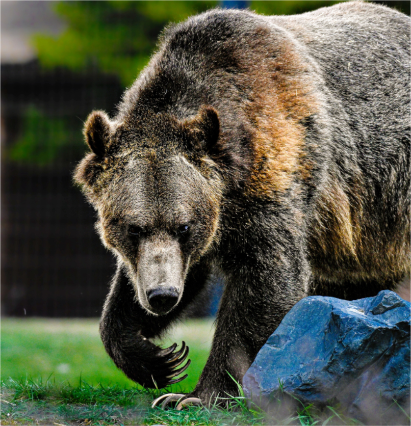 Main image Bear