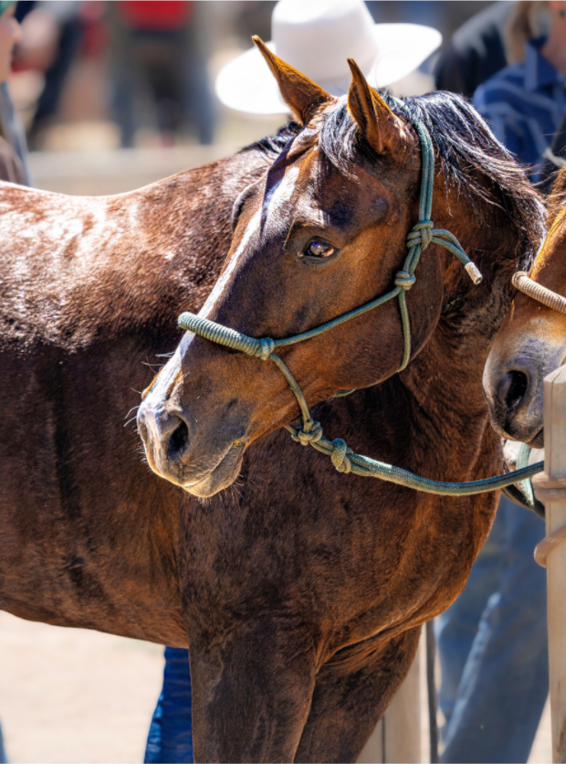 Main image Pack Horse Portrait 4