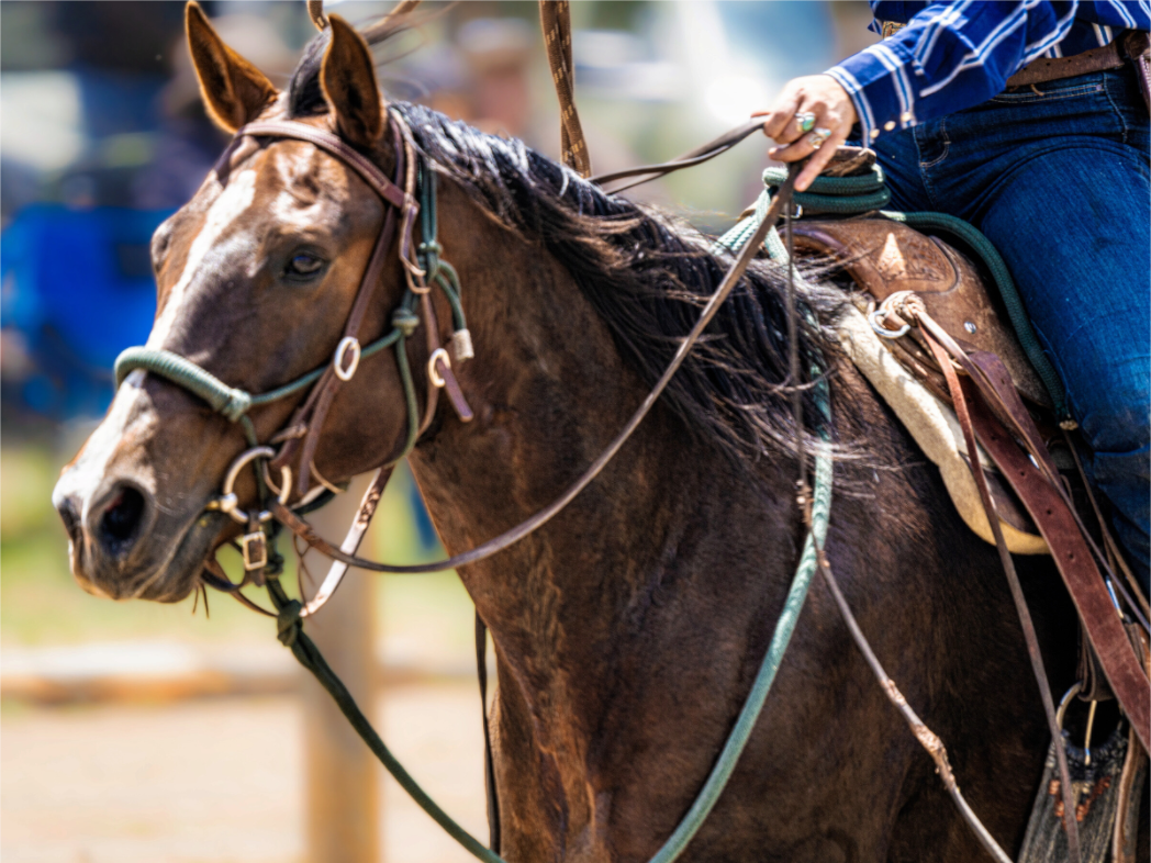 Main image Pack Horse Portrait 13 Web Exclusive