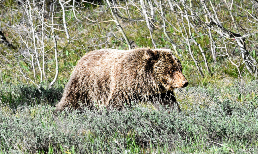 Main image Bear
