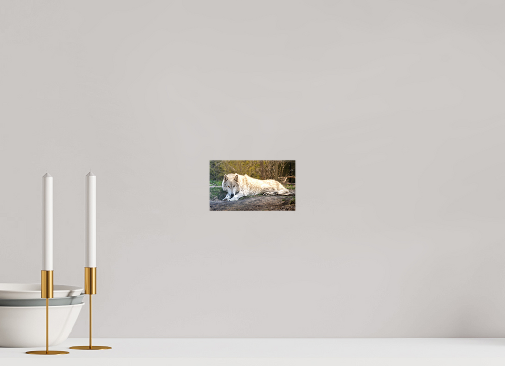 6.9 x 4″, PHOTO PAPER Wolf Laying Down
