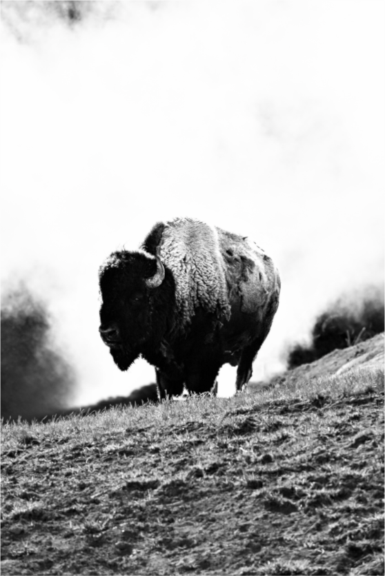 Main image Monochrome Bison