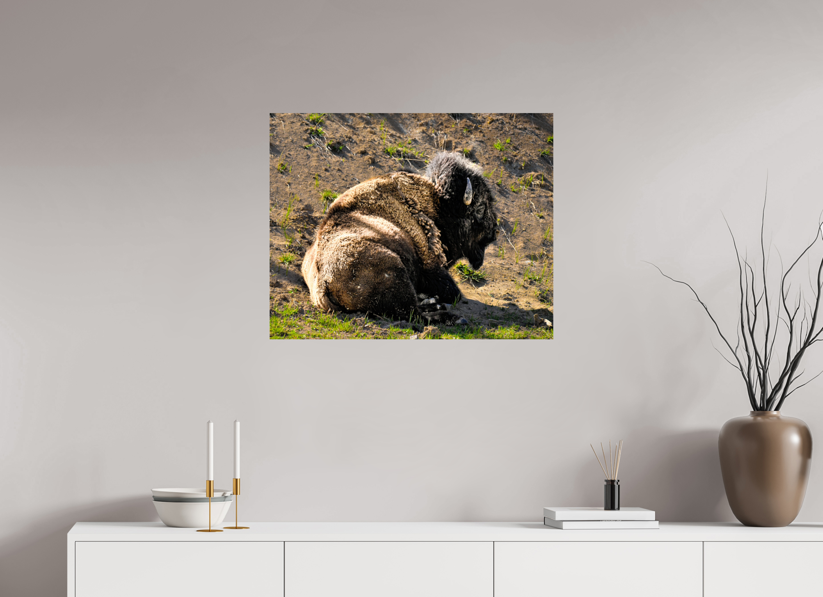 30.1 x 24″, PHOTO PAPER Bison Laying Down