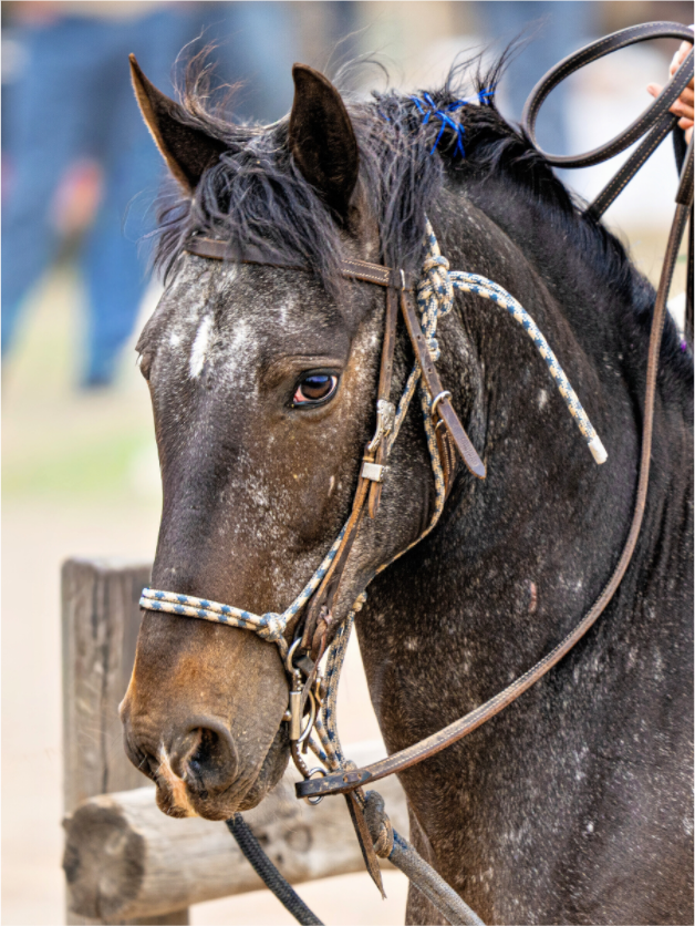 Main image Pack Horse Portrait 1