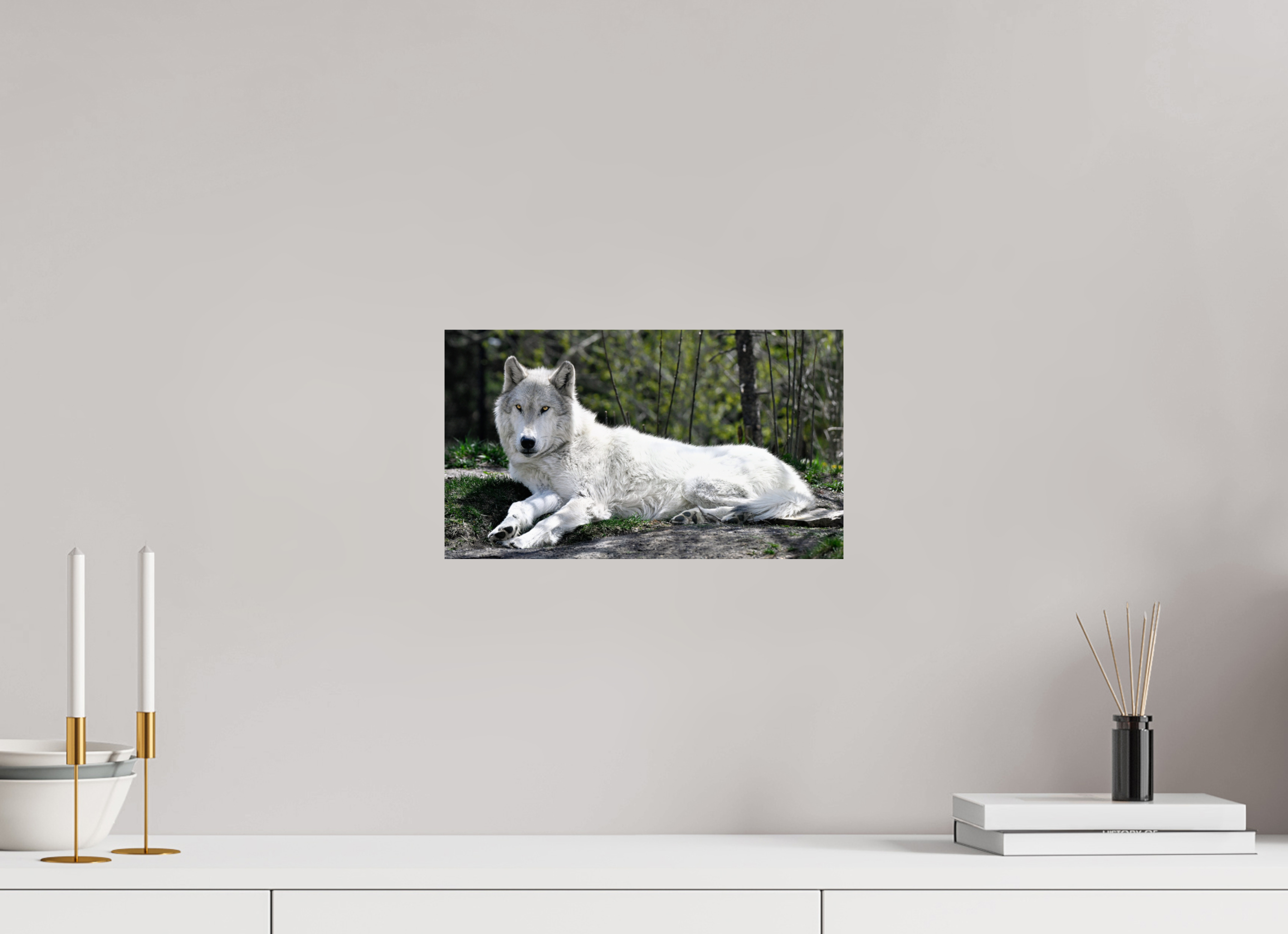 13.9 x 8″, PHOTO PAPER Wolf Laying Down