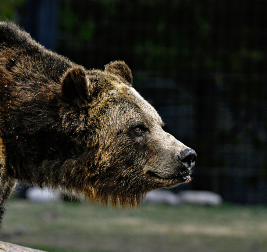 Main image Bear Close Up