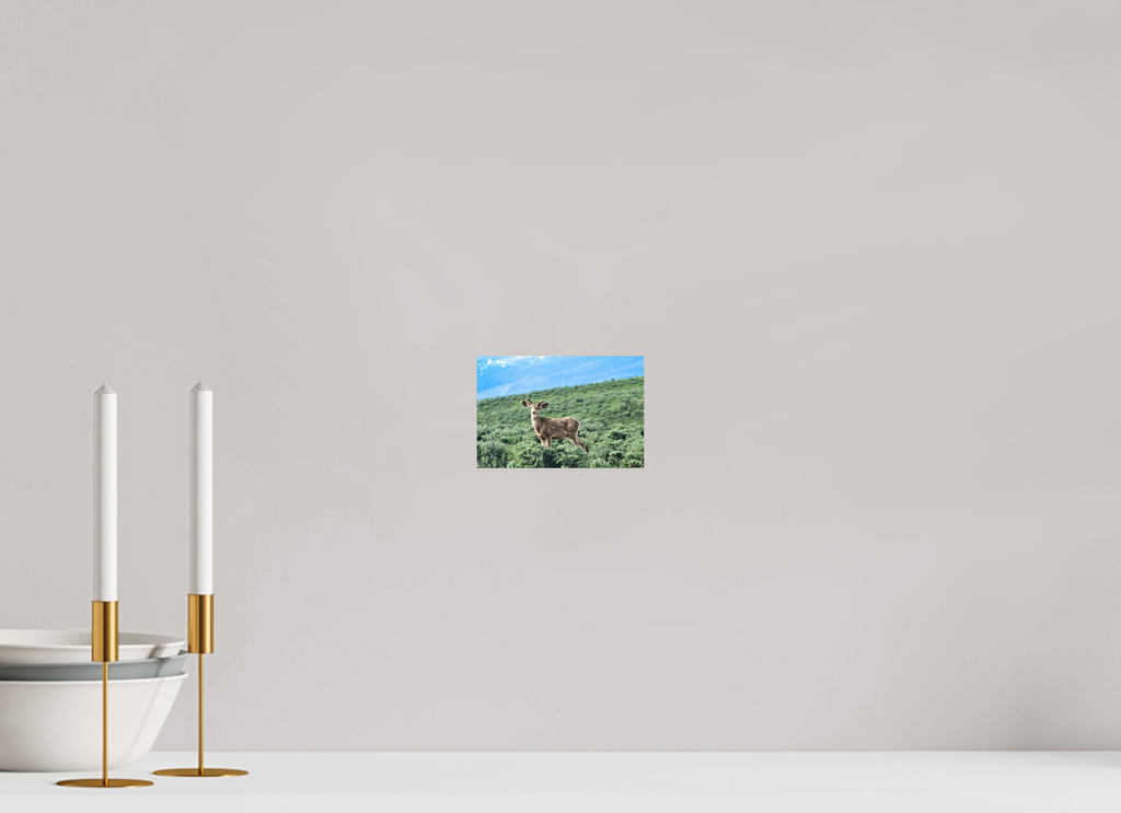 6 x 4″, PHOTO PAPER Deer