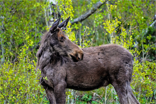 Main image Moose Portrait