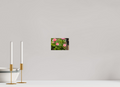 6 x 4″, PHOTO PAPER Pink Rose Bush