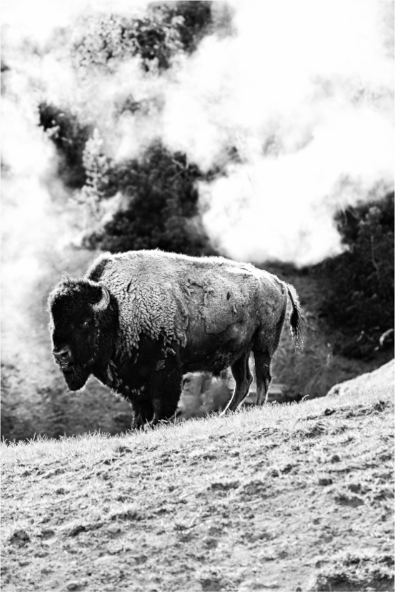Main image Monochrome Bison