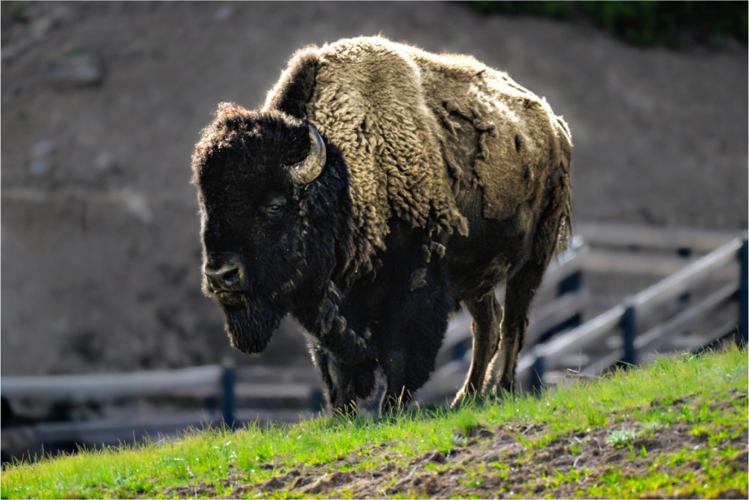 Main image Bison