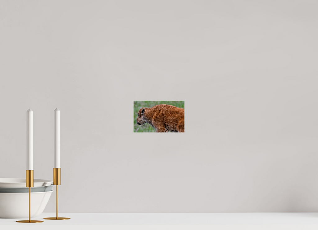 6.4 x 4″, PHOTO PAPER Red Dog Walking Away