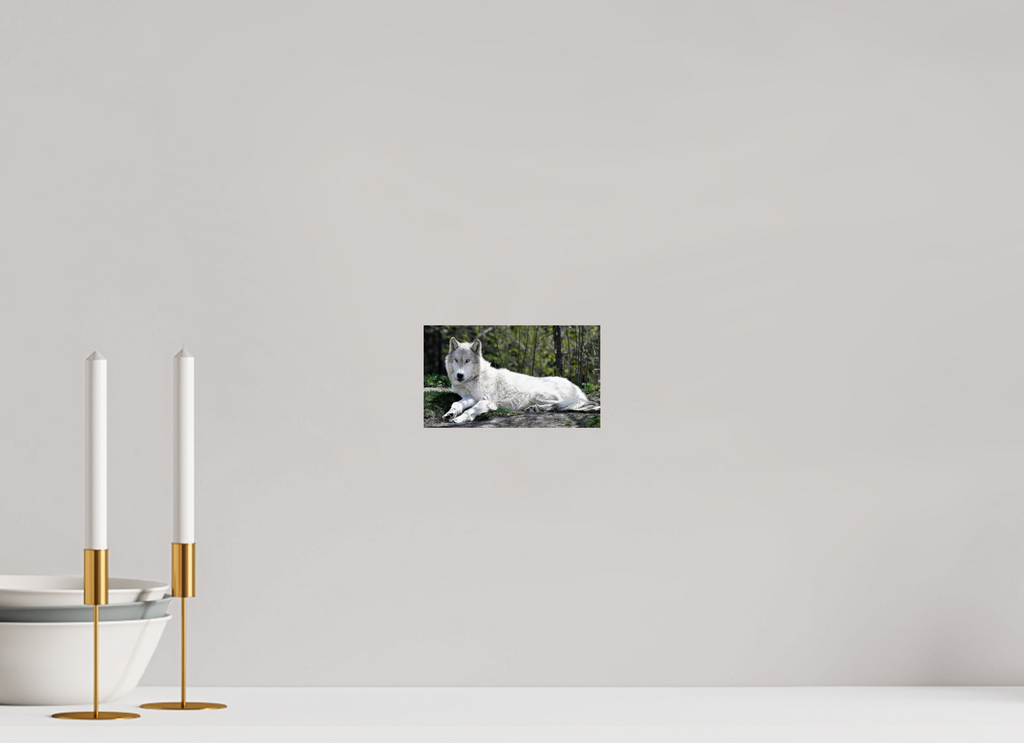 6.9 x 4″, PHOTO PAPER Wolf Laying Down