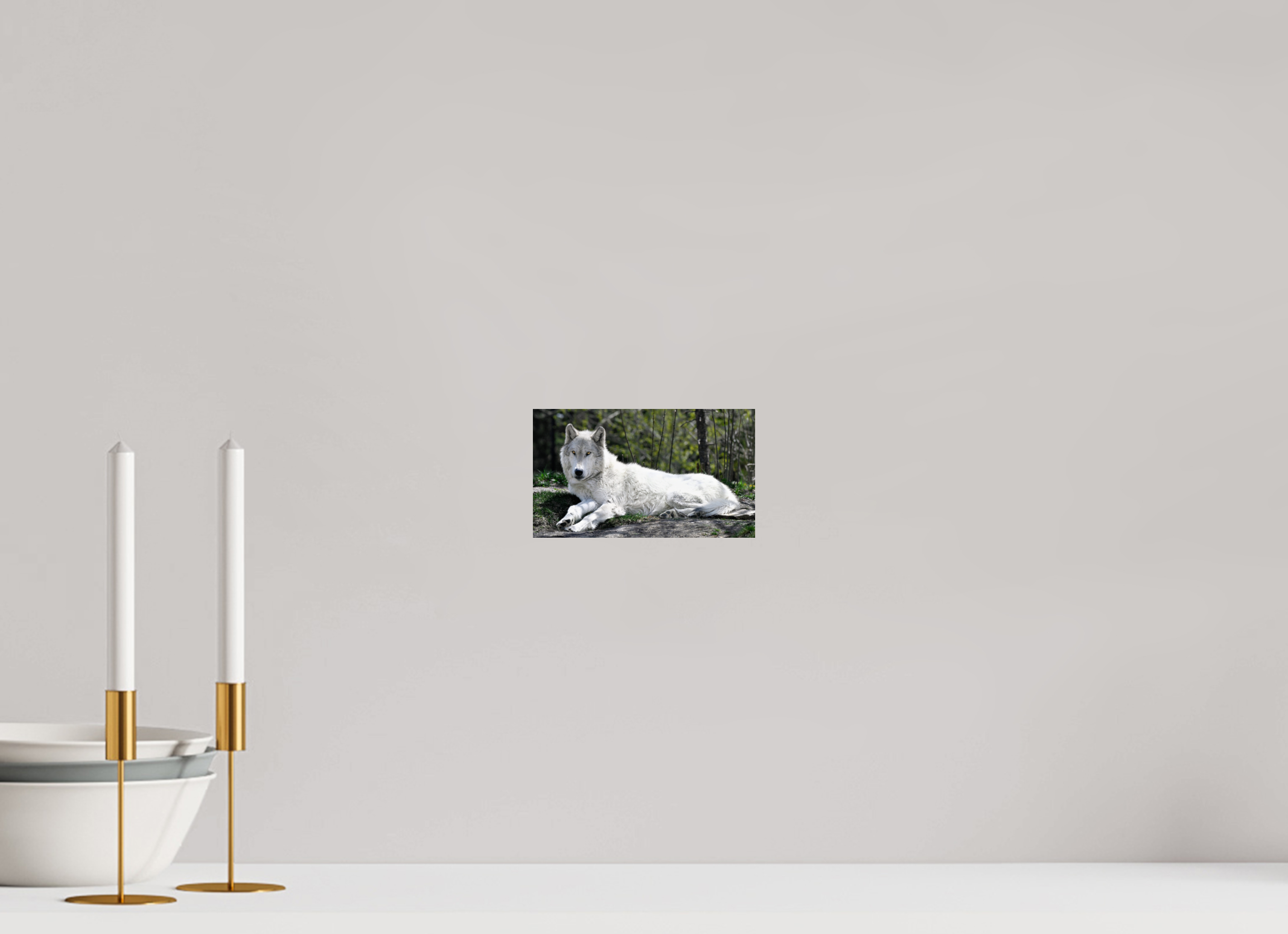 6.9 x 4″, PHOTO PAPER Wolf Laying Down