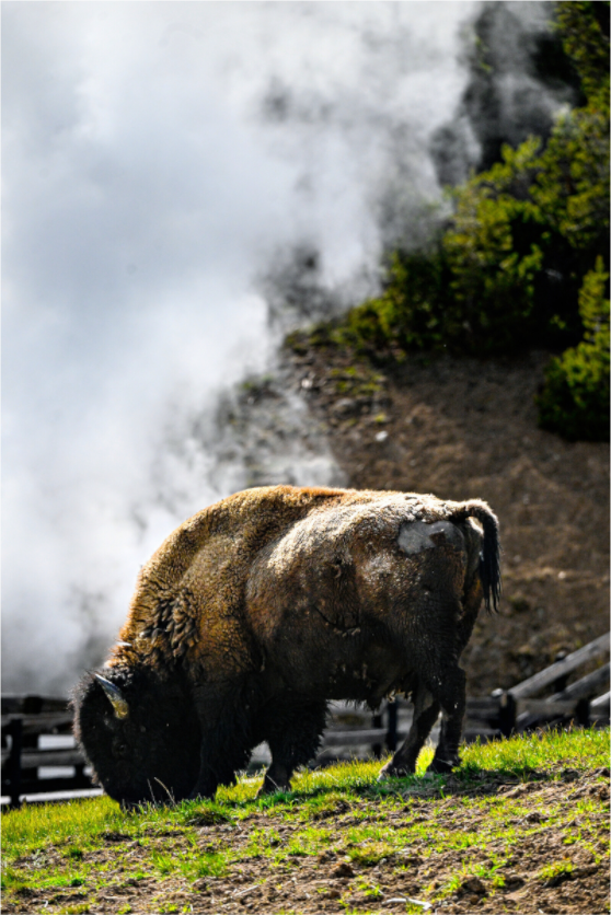 Main image Bison Grazing