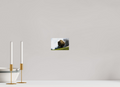 6 x 4″, PHOTO PAPER Bison