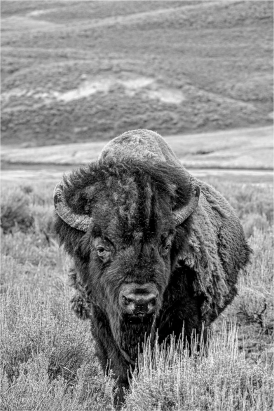 Main image Monochrome Bison