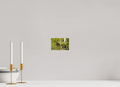 6 x 4″, PHOTO PAPER “Peek a Boo” Moose