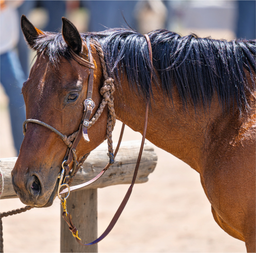 Main image Pack Horse Portrait 15 Web Exclusive