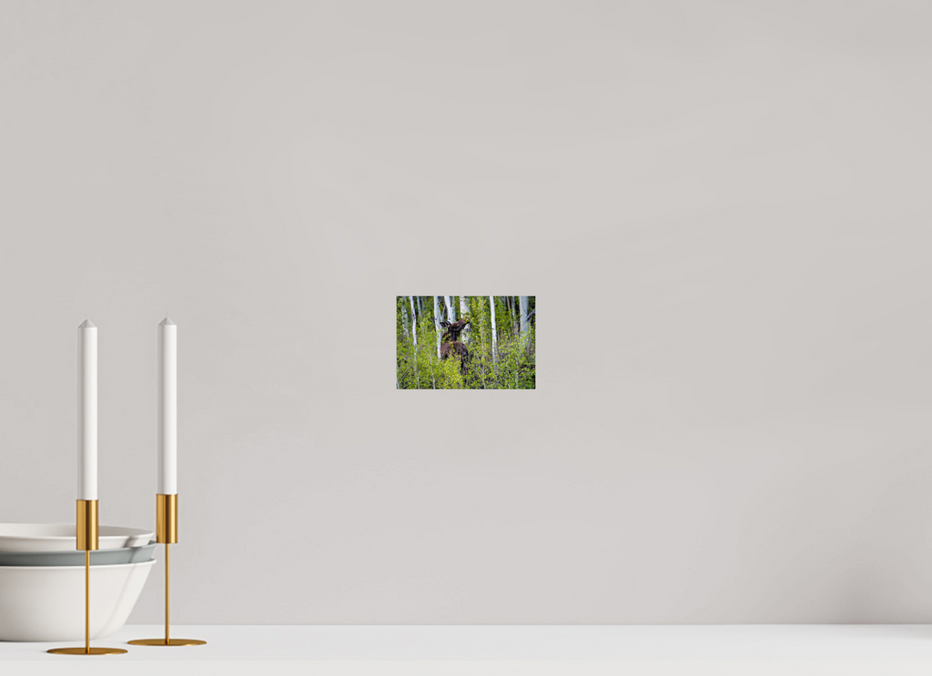 6 x 4″, PHOTO PAPER Cow Moose Snacking on Aspens