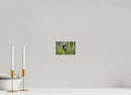 6 x 4″, PHOTO PAPER Cow Moose Snacking on Aspens