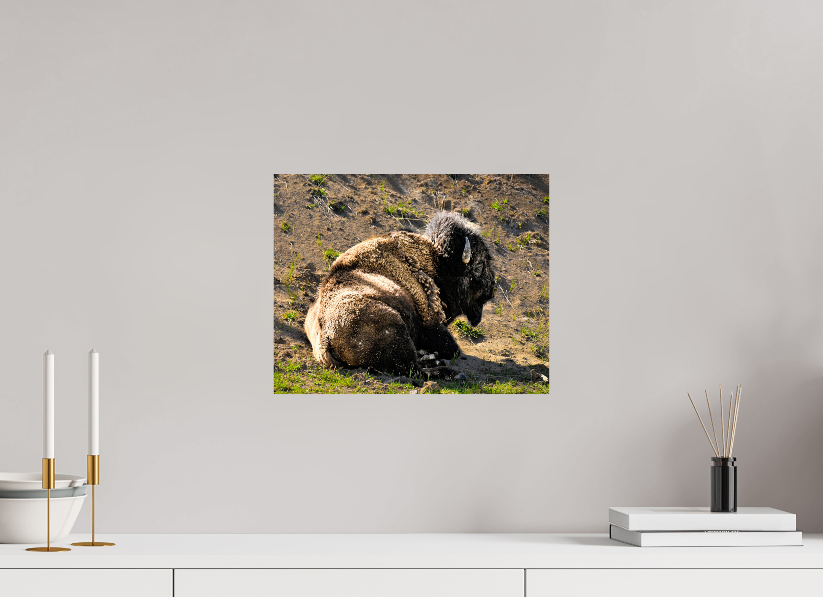 15 x 12″, PHOTO PAPER Bison Laying Down