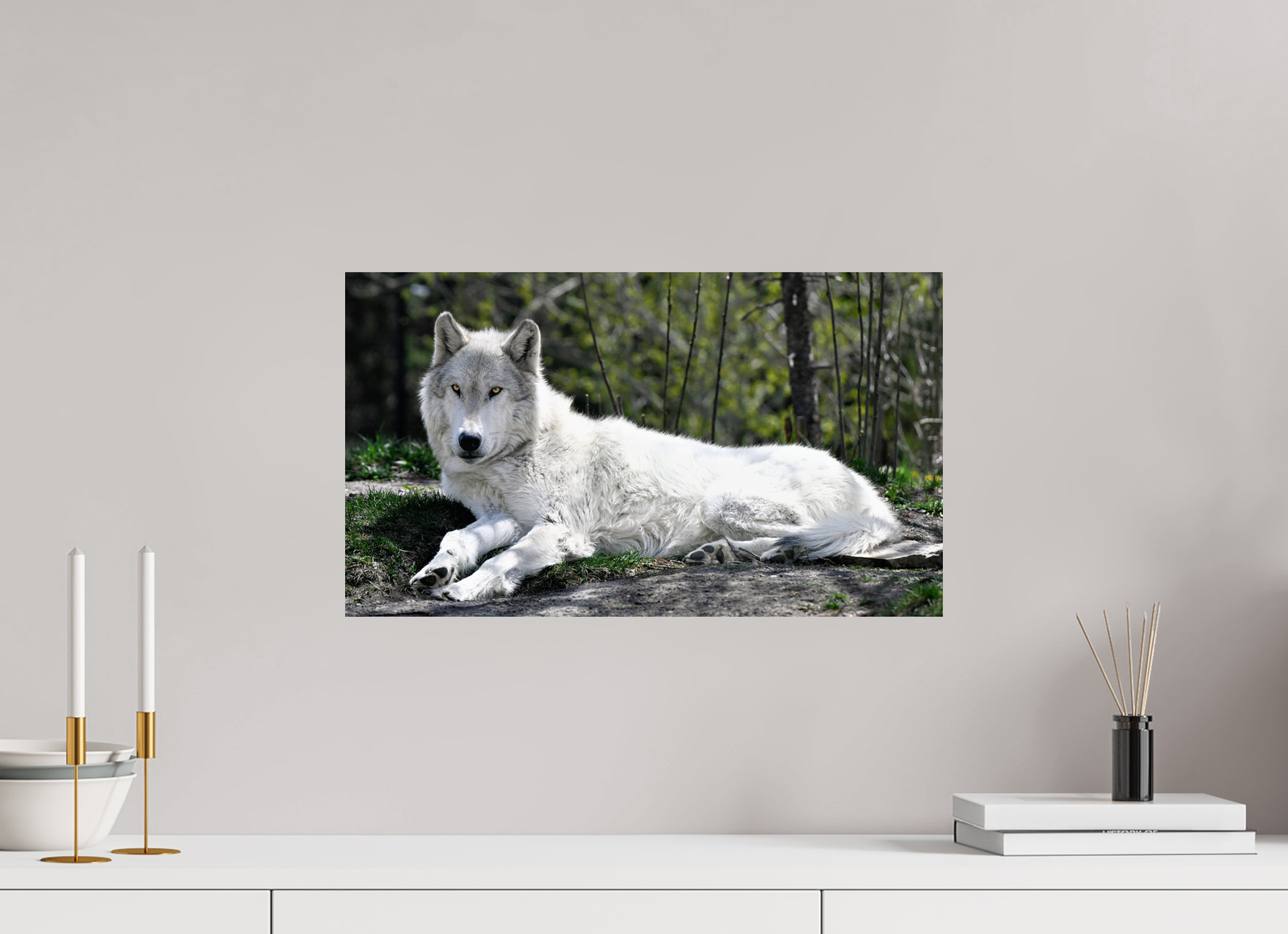 20.8 x 12″, PHOTO PAPER Wolf Laying Down