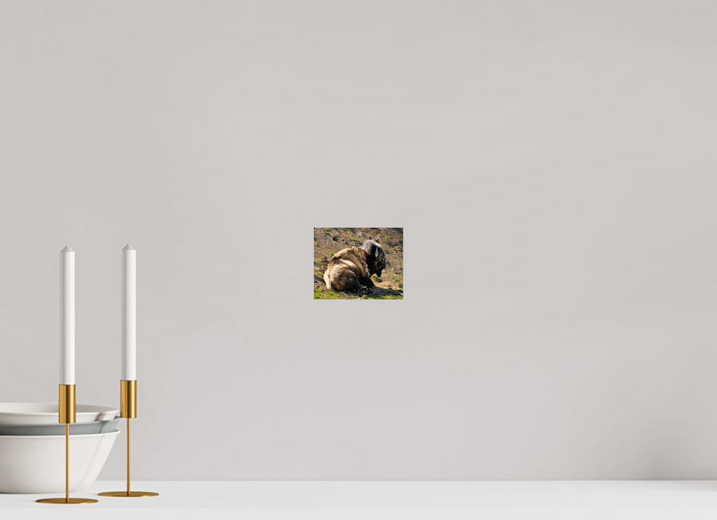 5 x 4″, PHOTO PAPER Bison Laying Down