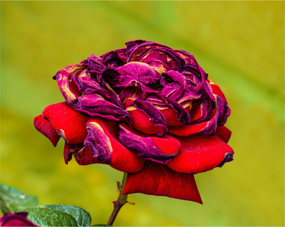 Main image Red Rose