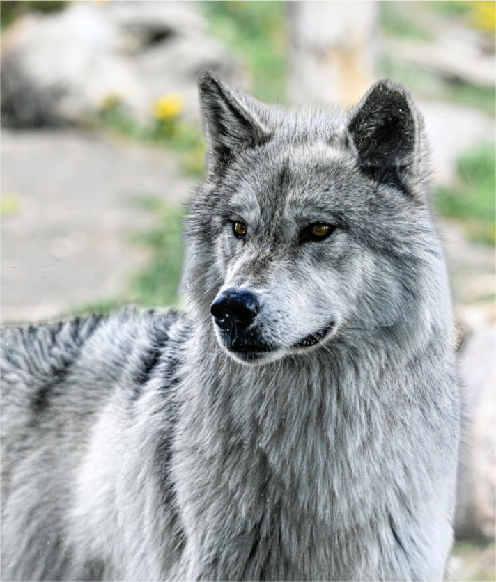 Main image Wolf Portrait