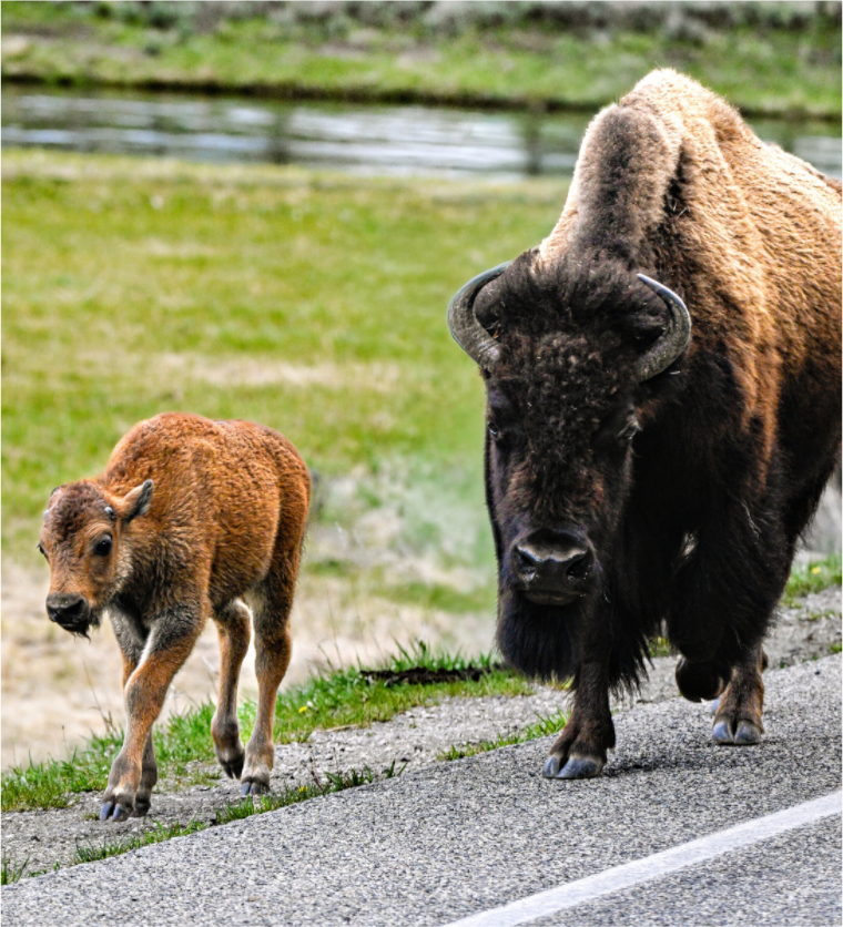 Main image Bison and Red Dog On the Street