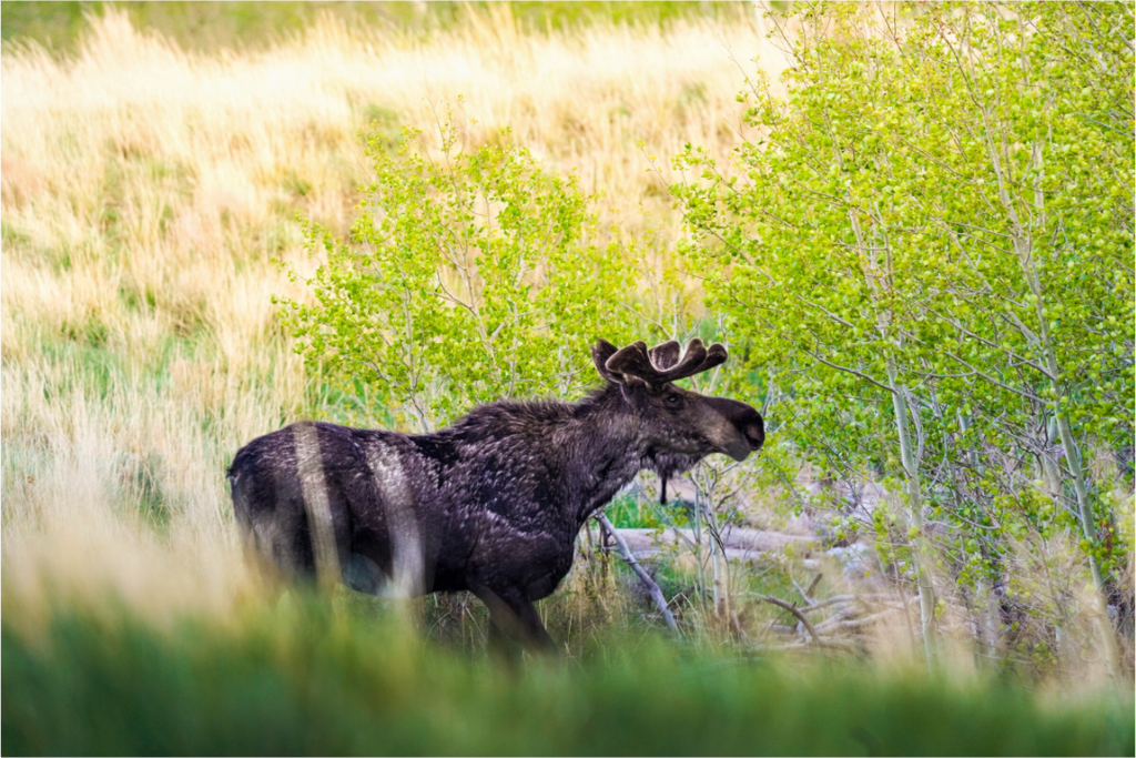 Main image “Peek A Boo” Moose